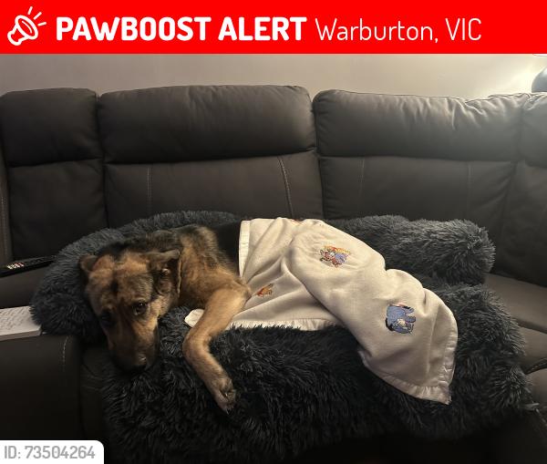 Lost Female Dog last seen Near 21 Lincoln Road Warburton 3799 Australia, Warburton, VIC 3799