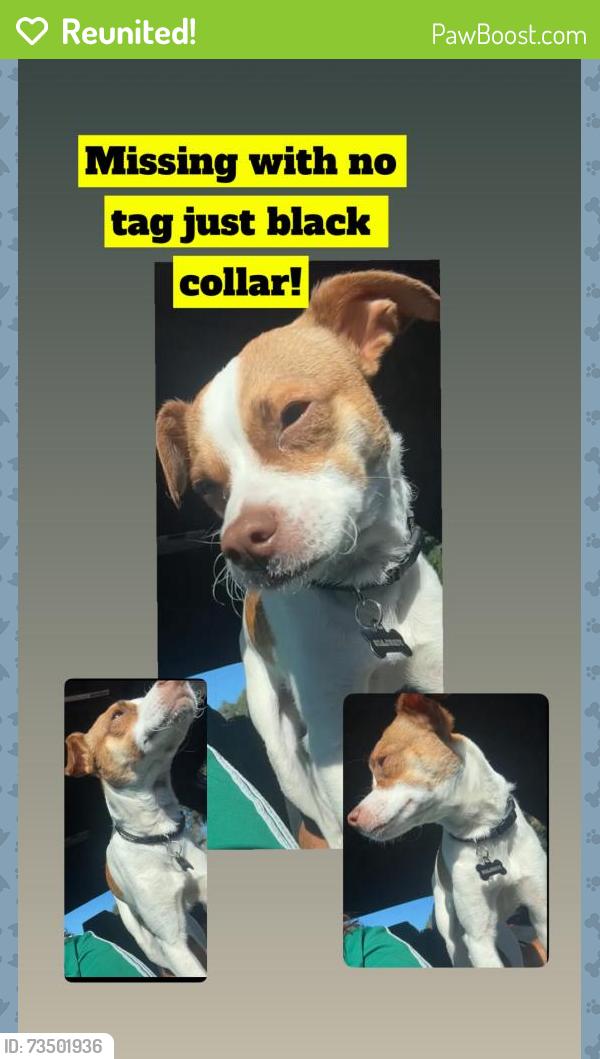 Reunited Male Dog last seen Rolison rd Redwood City, Redwood City, CA 94063