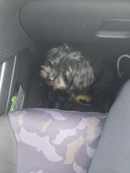Reunited Unknown Dog last seen Fairview and highland, Santa Ana, CA 92704