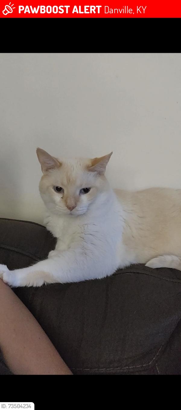 Lost Male Cat last seen Near Lannock dr, Danville, KY 40422