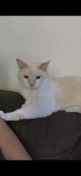 Lost Male Cat last seen Near Lannock dr, Danville, KY 40422
