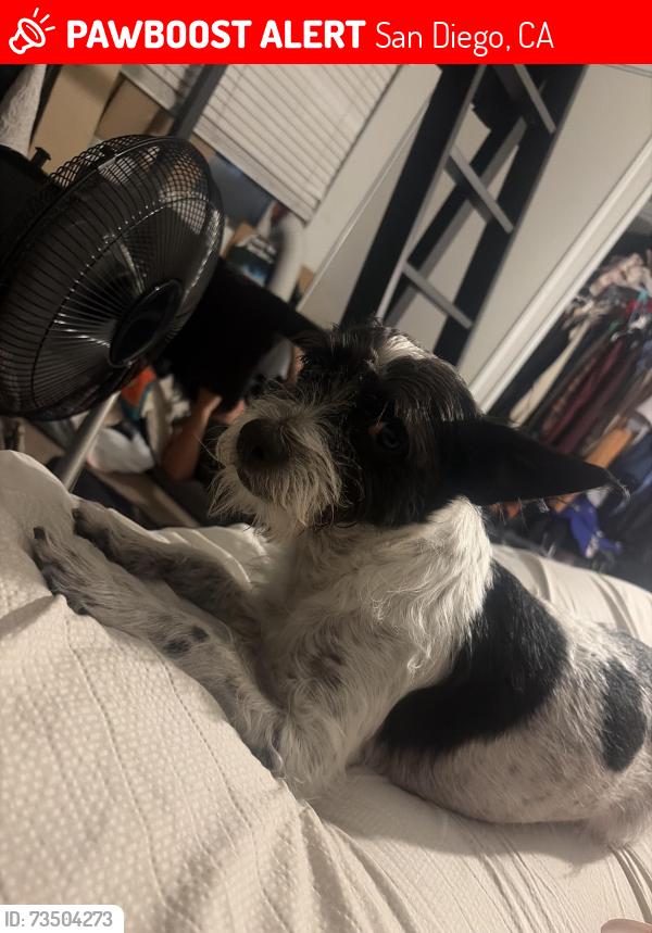 Lost Male Dog last seen Water tower, San Diego, CA 92104