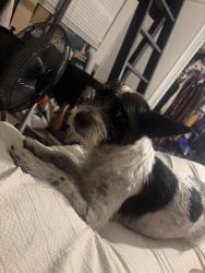 Lost Male Dog last seen Water tower, San Diego, CA 92104