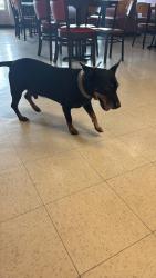Found/Stray Male Dog last seen San Pedro av and McCarty rd, San Antonio, TX 78216