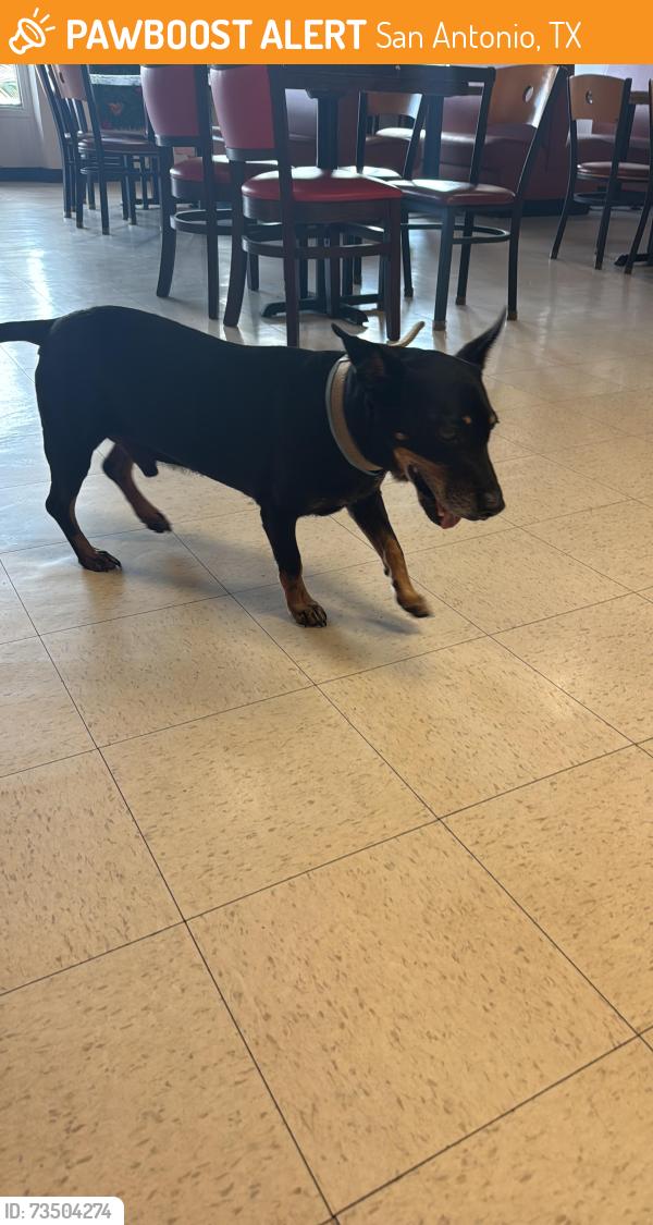 Found/Stray Male Dog last seen San Pedro av and McCarty rd, San Antonio, TX 78216
