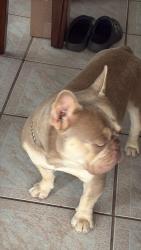 Reunited Male Dog last seen Harding St & N 22nd Ave, Hollywood, FL 33020