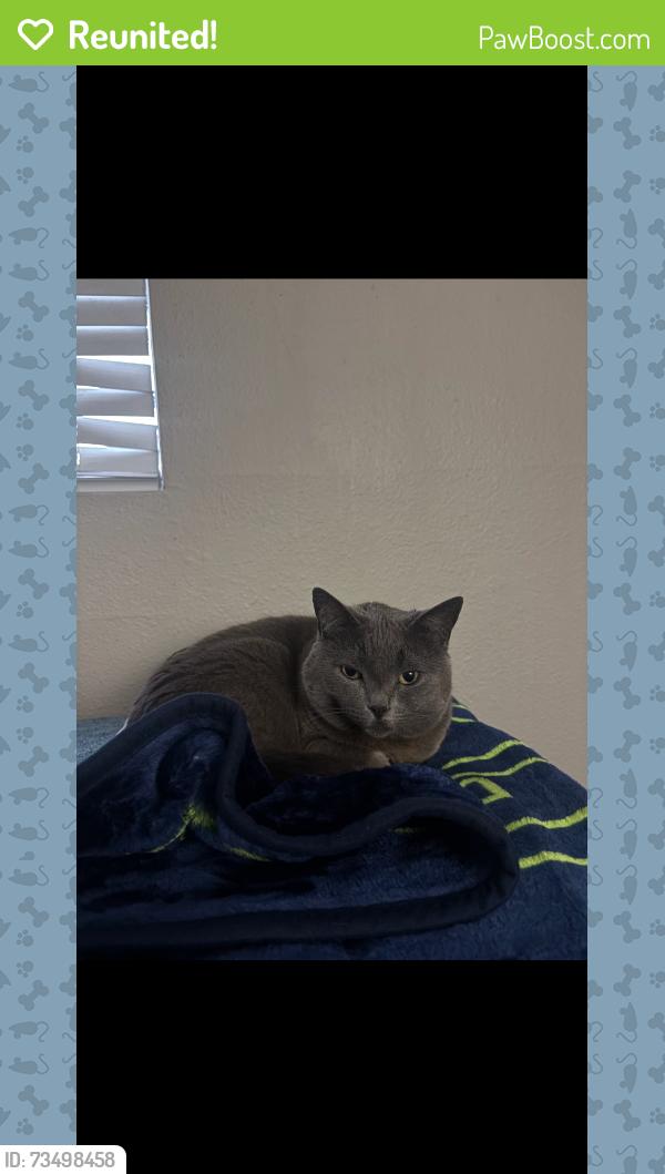 Reunited Female Cat last seen Hurley way and Fulton ave, Sacramento, CA 95825