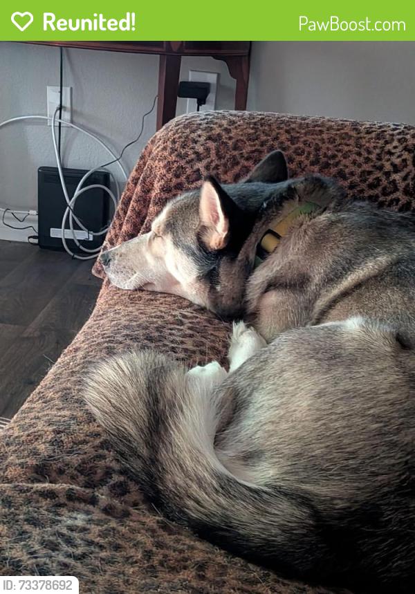 Reunited Female Dog last seen Firestone in The Woodlands, Conroe, TX 77384