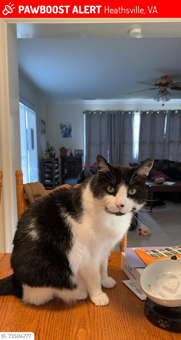 Lost Male Cat last seen Skipjack Ln, Heathsville, VA 22473