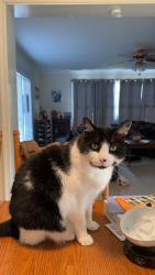 Lost Male Cat last seen Skipjack Ln, Heathsville, VA 22473