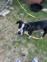 Found/Stray Female Dog last seen Seminary Drive, Fort Worth, TX 76111
