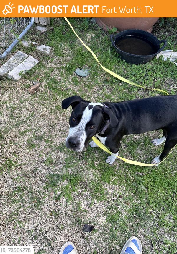 Found/Stray Female Dog last seen Seminary Drive, Fort Worth, TX 76111