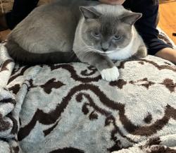 Lost Male Cat last seen 110th Pl SE and 264th Pl, Kent, WA 98030