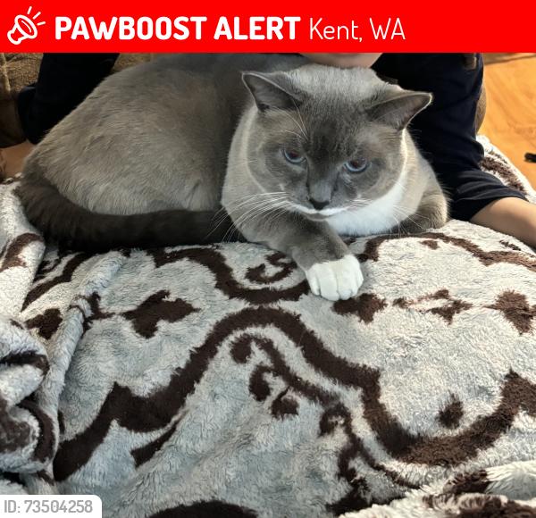 Lost Male Cat last seen 110th Pl SE and 264th Pl, Kent, WA 98030