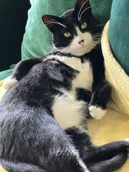 Lost Male Cat last seen Clifton Park Center RD Clifton Park and SummerLin Clifton Park ny, Clifton Park, NY 12065
