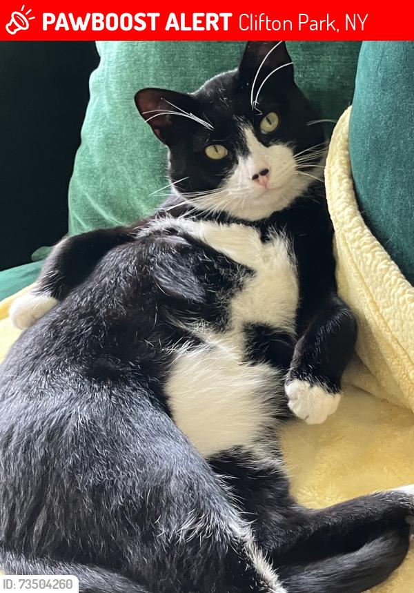 Lost Male Cat last seen Clifton Park Center RD Clifton Park and SummerLin Clifton Park ny, Clifton Park, NY 12065