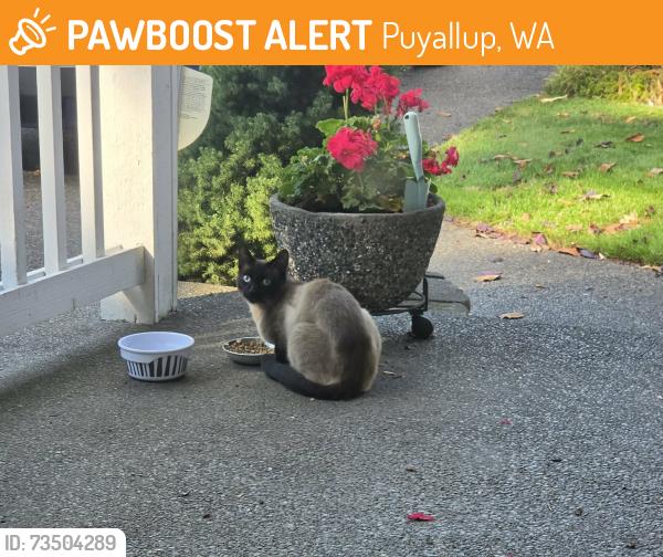Found/Stray Unknown Cat last seen 169th st e, Puyallup, WA 98375