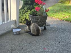 Found/Stray Unknown Cat last seen 169th st e, Puyallup, WA 98375