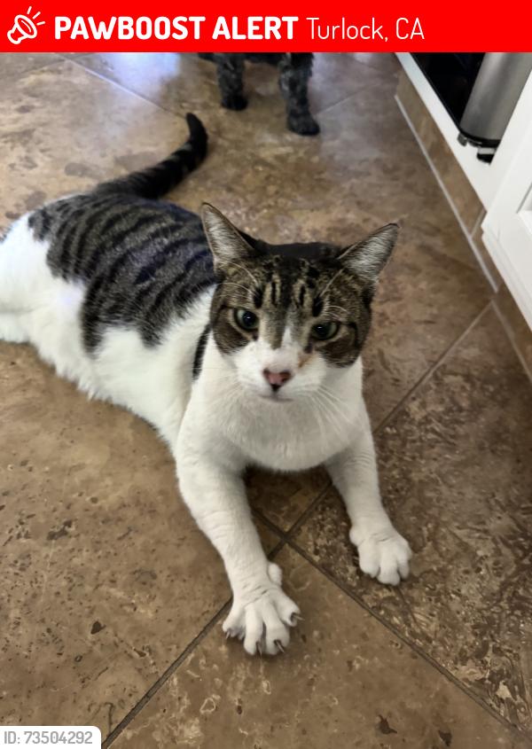 Lost Male Cat last seen Alex Way and Tigers Drive, Turlock, CA 95382