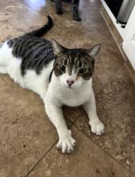Lost Male Cat last seen Alex Way and Tigers Drive, Turlock, CA 95382