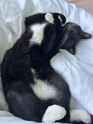 Reunited Female Cat last seen We are in the cndmniums right near Stojanovich Family Park, Campbell, CA 95008
