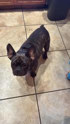 Reunited Male Dog last seen Harding St & N 22nd Ave, Hollywood, FL 33020