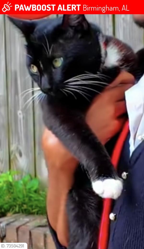Lost Male Cat last seen Brookmont Dr., Birmingham, AL 35210