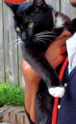 Lost Male Cat last seen Brookmont Dr., Birmingham, AL 35210