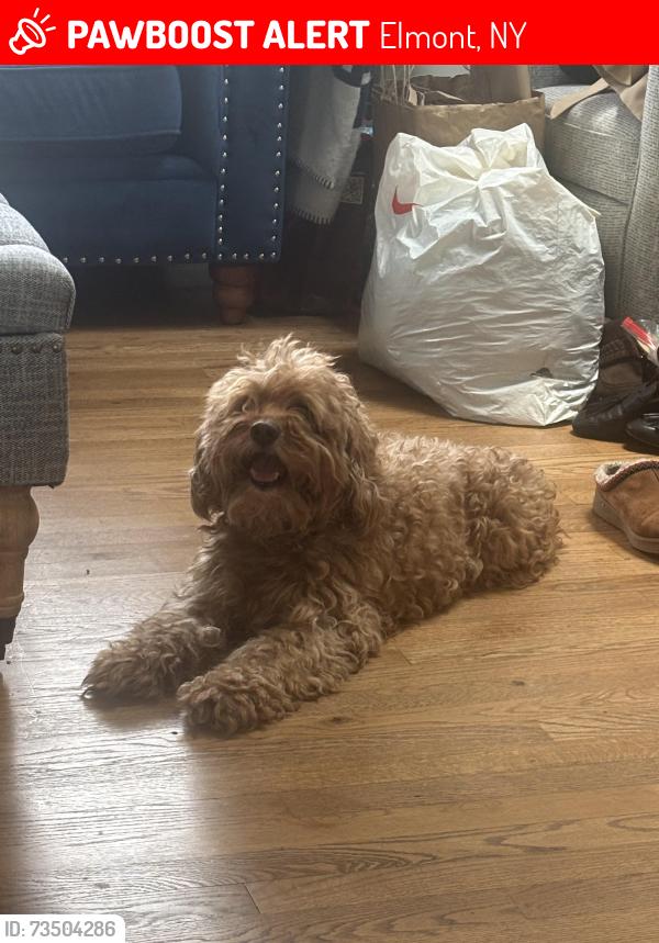 Lost Male Dog last seen Waldorf Avenue, Elmont, NY 11003