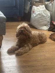 Lost Male Dog last seen Waldorf Avenue, Elmont, NY 11003