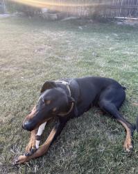 Lost Male Dog last seen Berkshire, Hosking, Ollivier Middle Scool, Bakersfield, CA 93307