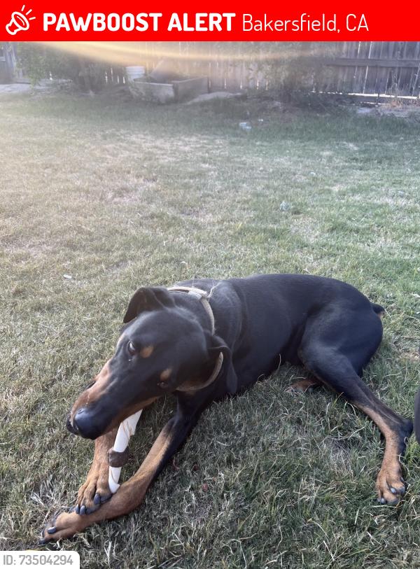 Lost Male Dog last seen Berkshire, Hosking, Ollivier Middle Scool, Bakersfield, CA 93307