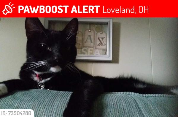 Lost Male Cat last seen Heidelberg, West Loveland , Lindenhall, Loveland, OH 45140