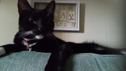 Lost Male Cat last seen Heidelberg, West Loveland , Lindenhall, Loveland, OH 45140