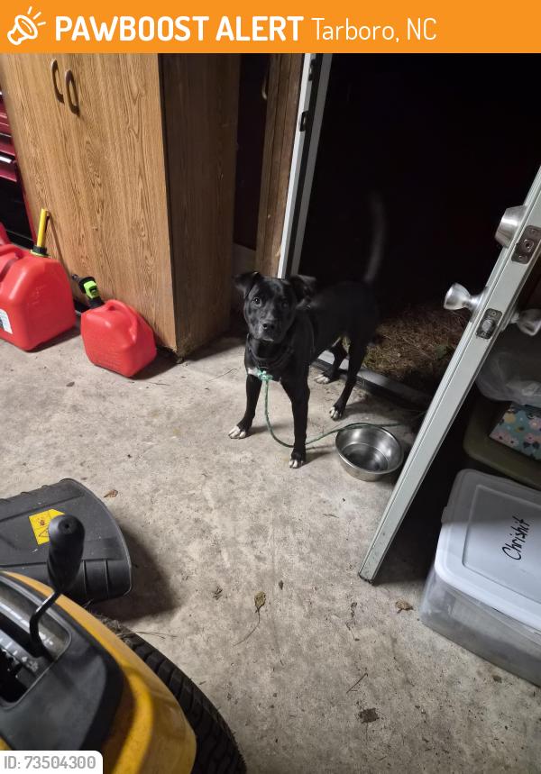 Found/Stray Male Dog last seen Near 525 N Main St, Tarboro, NC 27886, Tarboro, NC 27886