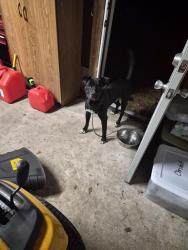 Found/Stray Male Dog last seen Near 525 N Main St, Tarboro, NC 27886, Tarboro, NC 27886
