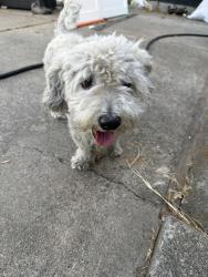 Reunited Male Dog last seen Empire rd, Oakland, CA 94603