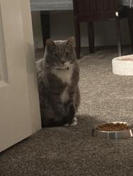 Lost Male Cat last seen Near metropolitan center drive, Springfield, VA 22150