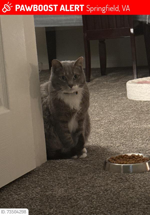 Lost Male Cat last seen Near metropolitan center drive, Springfield, VA 22150