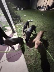 Found/Stray Unknown Dog last seen I-75, Ocala, FL 34473