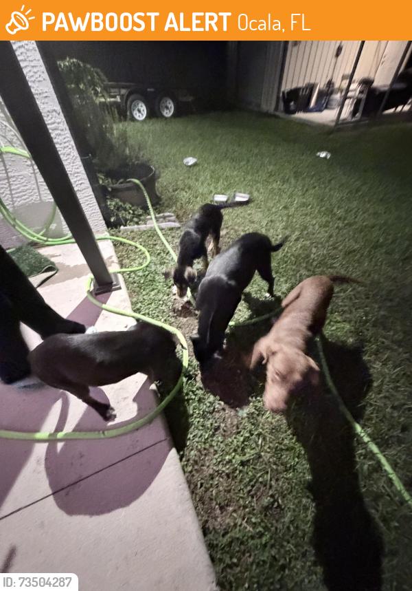 Found/Stray Unknown Dog last seen I-75, Ocala, FL 34473