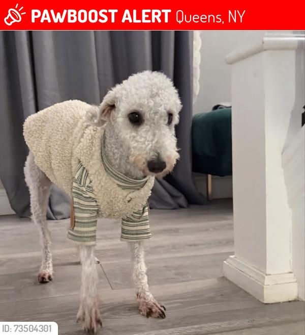 Lost Female Dog last seen 72-08 main st flushing, Queens, NY 11367