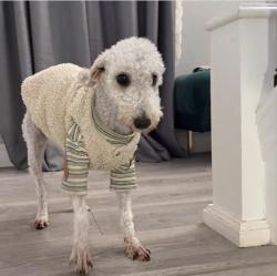 Lost Female Dog last seen 72-08 main st flushing, Queens, NY 11367