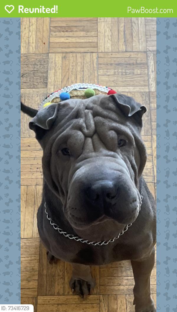 Reunited Male Dog last seen Near S Burlingame Dr West Valley City Utah 84120, Salt Lake City, UT 84120