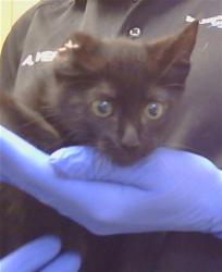 Shelter Stray Male Cat last seen 65TH AVE/FLORIN RD, 95823, 3839 Bradshaw Rd, Sacramento, CA 95827, USA