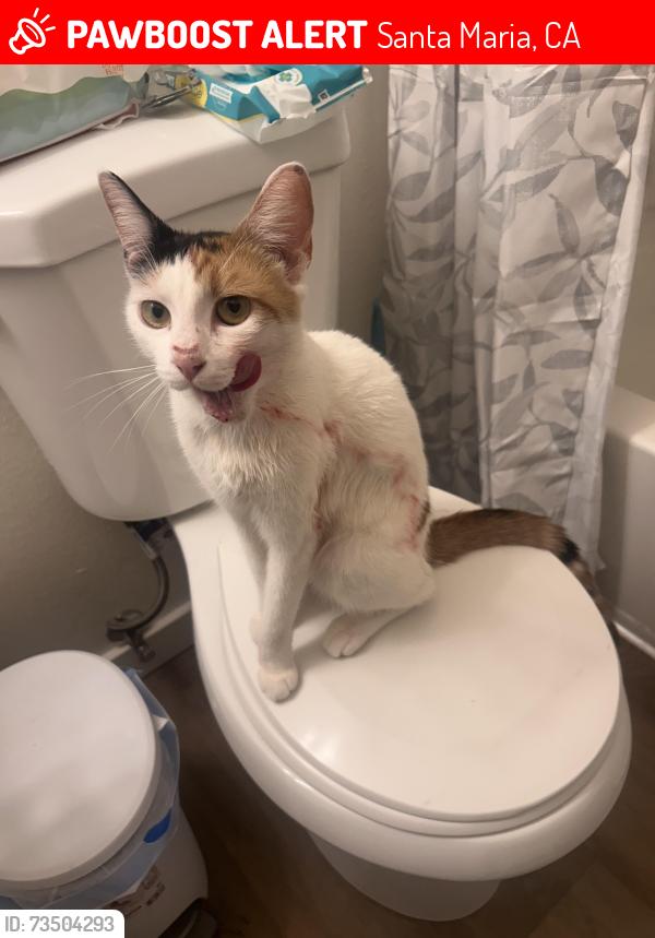Lost Female Cat last seen right near Orange gardans and aroune there, Santa Maria, CA 93454