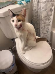 Lost Female Cat last seen right near Orange gardans and aroune there, Santa Maria, CA 93454