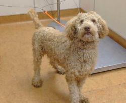 Shelter Stray Male Dog last seen MARY KATE DR/MADISON AVE, 95841, 3839 Bradshaw Rd, Sacramento, CA 95827, USA