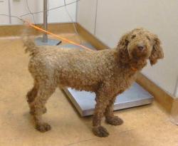 Shelter Stray Female Dog last seen MARY KATE DR/MADISON AVE, 95841, 3839 Bradshaw Rd, Sacramento, CA 95827, USA