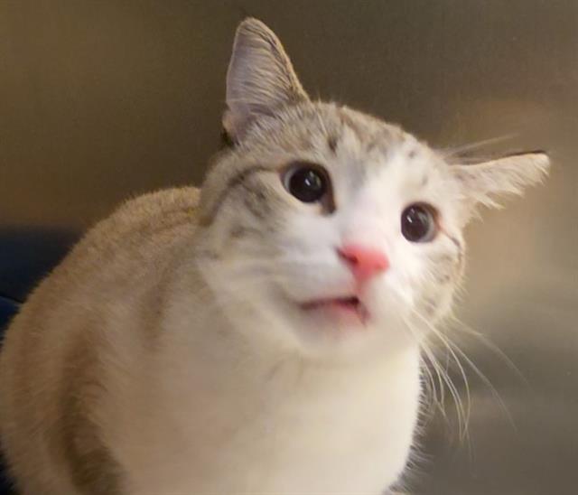 Shelter Stray Male Cat last seen Near BLOCK S 2970 W, WEST VALLEY CITY UT 84119, 4522 W 3500 S, West Valley City, UT 84120, USA